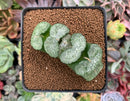 Haworthia Truncata 'Bukjae' 3"-4" Succulent Plant