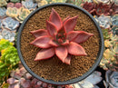 Echeveria Agavoides 'Romeo' 3" Succulent Plant