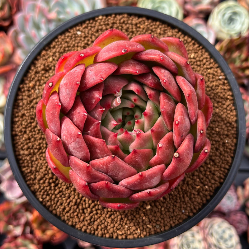 Echeveria Agavoides 'Deep Red' 4