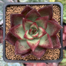 Echeveria Agavoides 'Concord' 2" Succulent Plant