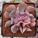 Echeveria 'Perle von Nurnberg' Trumpeting Form (Not Trumpet Pinky) 2"-3" Succulent Plant