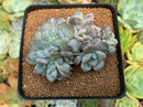 Echeveria 'Hosikage' Crested 3" Succulent Plant