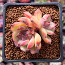 Echeveria sp. 1"-2" Cluster Succulent Plant