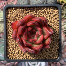 Echeveria Agavoides 'Prolifera' Hybrid 3" Succulent Plant
