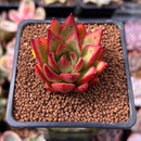 Echeveria Agavoides 'Zeck' 1" Succulent Plant