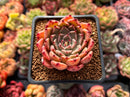 Echeveria Agavoides 'Sarabony' 1"-2" Succulent Plant