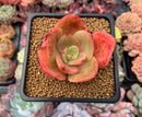 Echeveria 'Nebulus' 3" Succulent Plant