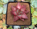 Echeveria Agavoides 'Red Ebony' 2"-3" Succulent Plant
