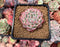 Echeveria 'Pink Crystal' 2" Succulent Plant