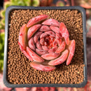 Echeveria 'Lovely' 2" Succulent Plant