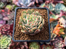 Echeveria 'Tippy' 1"-2" Succulent Plant