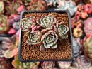 Echeveria 'Nanahukumini' 1" Cluster Succulent Plant