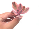 Echeveria 'Angel Wing' Variegated 2"-3" Rare Succulent Plant
