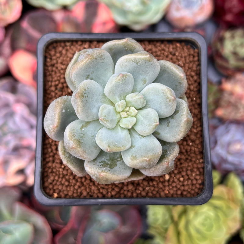 Echeveria 'Cream Puff' 2