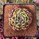 Echeveria Agavoides 'Sarabony' 2" Succulent Plant