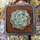 Echeveria 'Snow Drop' 1" New Hybrid Succulent Plant