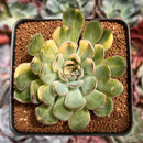 Echeveria 'Pulidonis' Variegated 3" Succulent Plant