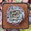 Echeveria 'Paul Shay' 2" Succulent Plant