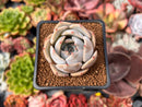Echeveria 'Sabrina' 1"-2" Wide Leaf Succulent Plant