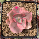 Echeveria 'Suyeon Frill' Variegated 2"-3" Succulent Plant