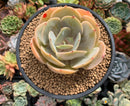 Echeveria 'Slimeball' 4" Succulent Plant