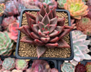 Echeveria Agavoides 'Pysche 3" Succulent Plant
