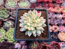 Echeveria 'Mebina' Variegated 2" Succulent Plant