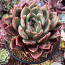 Echeveria Agavoides 'Charlotte' 5" Succulent Plant