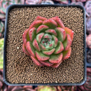 Echeveria Agavoides 'Frank Reinelt' 2" Succulent Plant