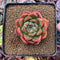 Echeveria Agavoides 'Frank Reinelt' 2" Succulent Plant