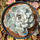 Echeveria 'Snow Bunny' 4"-5" Large Powdery Succulent Plant