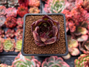 Echeveria Agavoides 'Ebony' Superclone 2" Cluster Succulent Plant