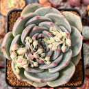 Echeveria 'Teirosa' 3"-4" Succulent Plant