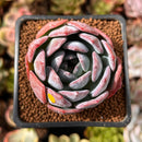 Echeveria 'Starmark' 2" Succulent Plant