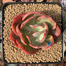 Echeveria 'Kanteli' Variegated 3" Succulent Plant