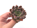 Echeveria Agavoides 'Magic Plot' New Hybrid 2" Rare Succulent Plant