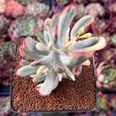 Cotyledon 'Orbiculata' Variegated 3" Succulent Plant