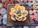 Graptoveria 'Grand Palace' Variegated 2" Succulent Plant