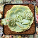 Echeveria 'Green Carla' 2"-3" Succulent Plant