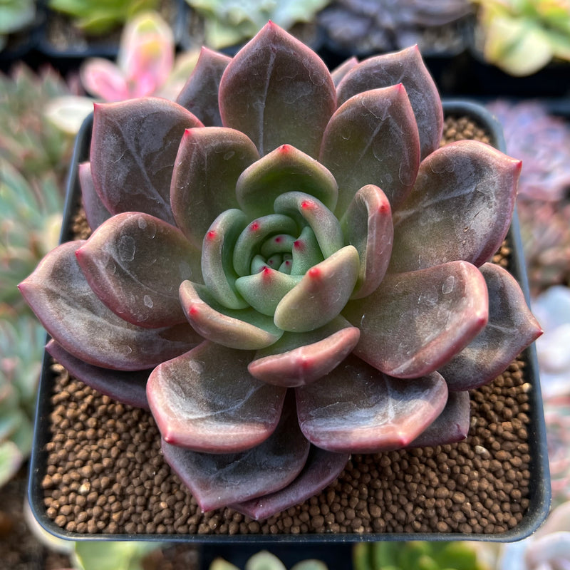 succulent plant night Echeveria 'Red Night' 3" Succulent Plant – True Succulents Plant Co