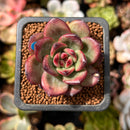 Echeveria Agavoides 'Tim' 1" Succulent Plant