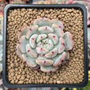 Echeveria 'Viyant' 1"-2" Succulent Plant