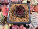 Echeveria Agavoides 'Black Queen' 1" Small Succulent Plant