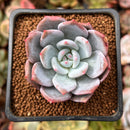 Echeveria 'Trumso' 1" Powdery Succulent Plant