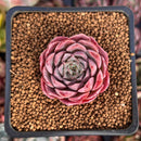 Echeveria Hybrid sp. 1"-2" Succulent Plant