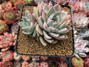 Echeveria 'Larega' 3" Succulent Plant