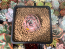Echeveria 'Carrarian' 1" Succulent Plant
