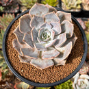 Echeveria sp. 3" Succulent Plant