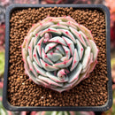Echeveria 'Captain Hayes' 1"-2" Succulent Plant