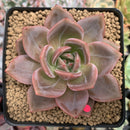 Echeveria Agavoides 'Baekya' 3" Succulent Plant